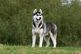SIBERIAN HUSKY 820